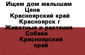 Ищем дом малышам › Цена ­ 100 - Красноярский край, Красноярск г. Животные и растения » Собаки   . Красноярский край